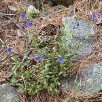 Veronica fruticans Hàbitat