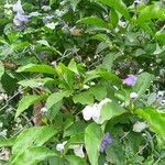 Brunfelsia paucifloraFlower