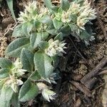 Guilleminea densa Habitus