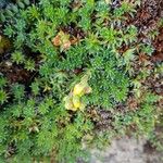 Saxifraga aizoides Flors
