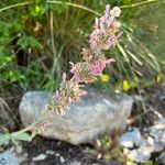 Stachys cretica Blomma