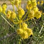 Cachrys sicula 花