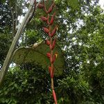 Heliconia longa