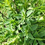 Linum capitatum Leaf