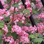 Ribes sanguineum 整株植物