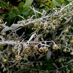 Artemisia absinthium Blüte