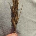 Bromus lanceolatus Цветок