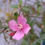 Centradenia inaequilateralis Flower