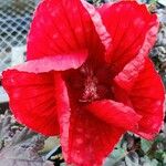 Hibiscus rosa-sinensisപുഷ്പം