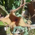 Stapelia giganteaKukka