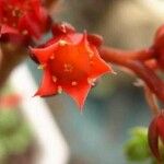 Echeveria affinis Кветка