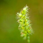 Cenchrus echinatus Flower