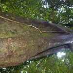 Symplococarpon purpusii Corteza