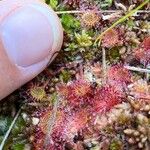 Drosera rotundifoliaFlower