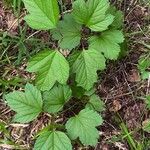 Viburnum acerifolium Feuille