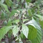 Psychotria nervosa Flor