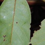 Uvaria scabrida Leaf