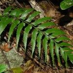 Asplenium polyodon पत्ता