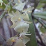 Rhipidoglossum pulchellum Flower