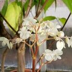Begonia santos-limae Blomst