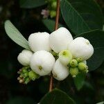 Symphoricarpos albus 果實