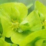 Euphorbia amygdaloidesFlower