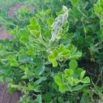 Crotalaria emarginella Otro