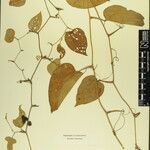 Smilax menispermoidea Other