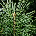 Pinus koraiensis Лист
