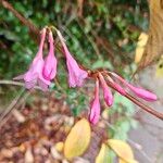 Weigela floridaFlor