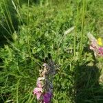 Pedicularis mixtaBlomst