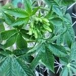 Cleome spinosa Flower