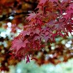 Acer palmatum Habitus