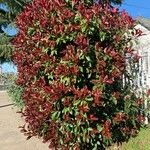 Photinia × fraseri Leaf