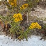 Solidago sempervirens Hábito