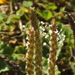 Plantago serraria Flor