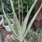 Aloe vera Листок