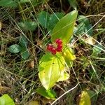 Maianthemum canadense Frukt