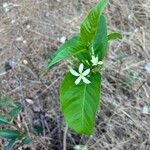 Holarrhena pubescens Folha