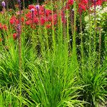 Liatris pycnostachya Hábito
