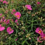 Cistus × purpureus Habitus