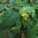 Commelina africana Levél