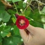 Phymosia umbellata Flower