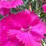 Dianthus gratianopolitanus Blomma