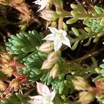 Sedum hispanicum 花