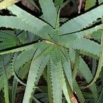 Aloe arborescens Leaf