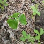 Trillium cernuum Leaf