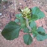 Acanthospermum australe Leaf