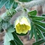 Tribulus terrestrisÇiçek