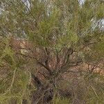 Acacia cuspidifolia